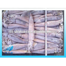 Frozen illex squid/Argentina squid